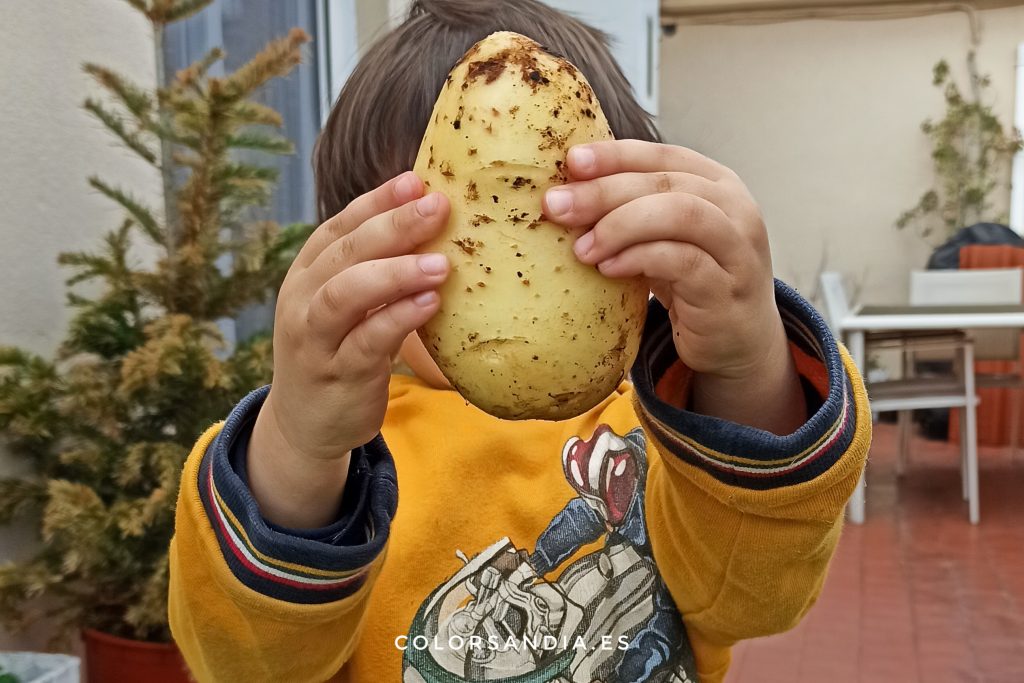 patatas cultivadas en huerto urbano