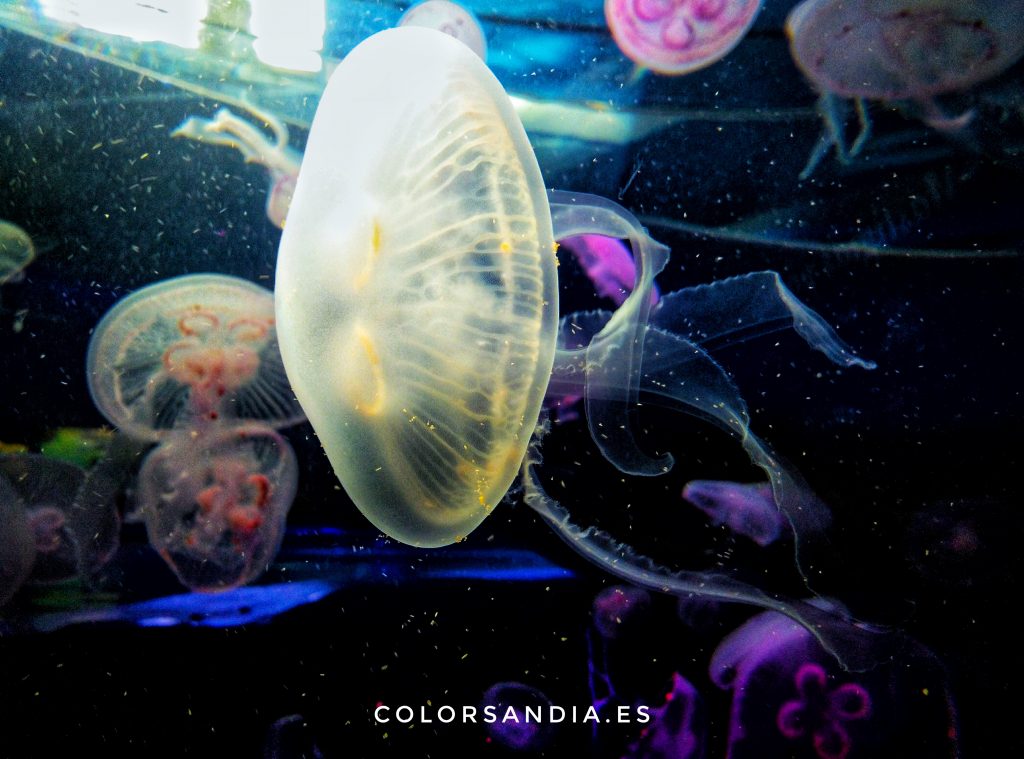 Medusas en el Oceanográfico